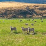 Real Climate Change Reversal Will Come When We Make Sustainable Eating Practices More Popular