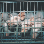 California Takes the Lead in Taking on Factory Farming