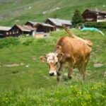 HERE ARE THE LATEST ENVIRONMENTAL REASONS YOU MUST STOP EATING MEAT