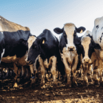 New climate change report misses leading cause: Animal Agriculture