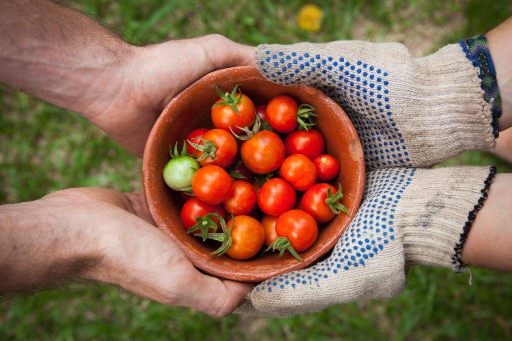 Climate Education for Sustainable Living