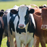 May Food is Climate Newsletter