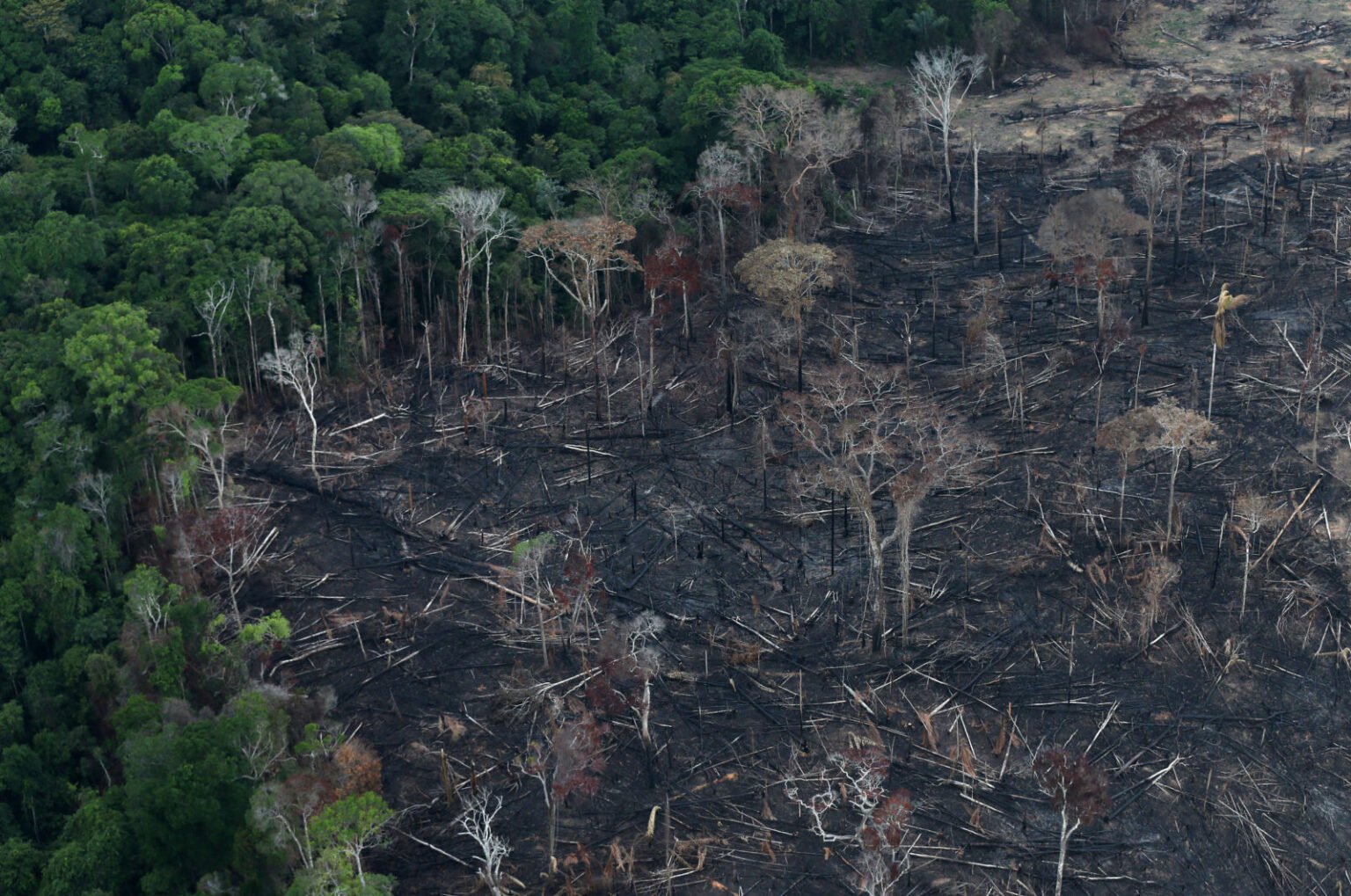 New Dietary Guidelines Criticized for Fueling Climate Damage and Amazon Deforestation